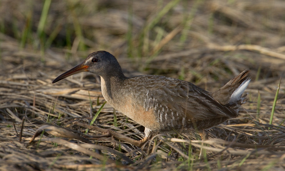 Clapper Rail