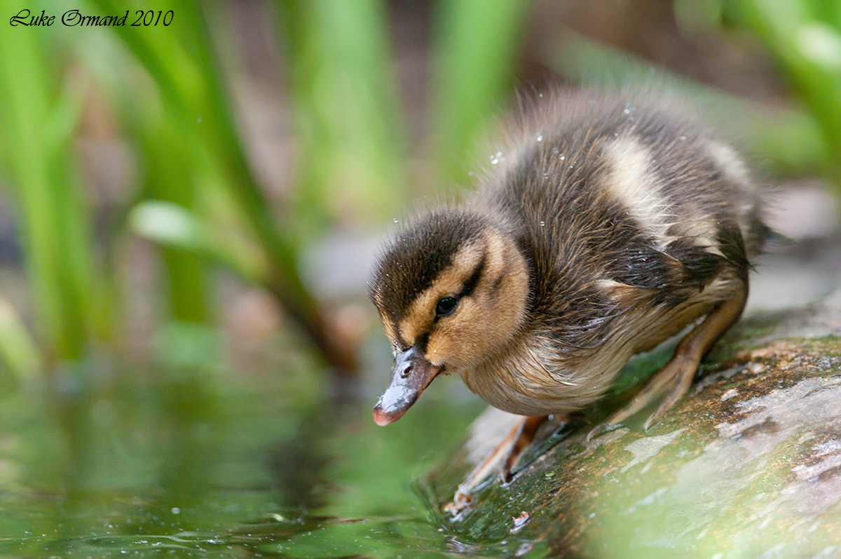 Duckling w/Original Post