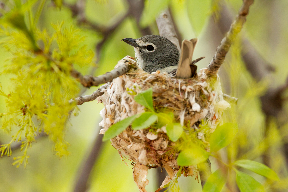 Plumbeous Vireo on nest