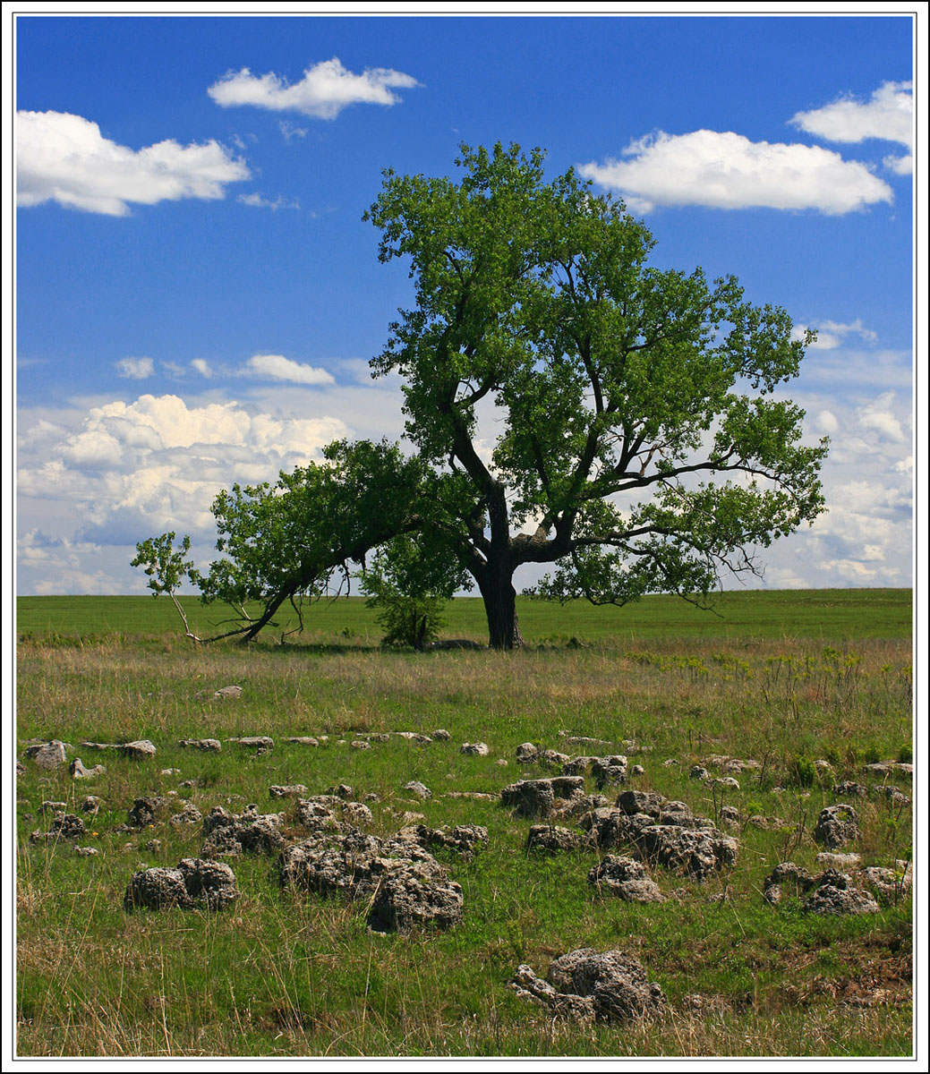 Lone Sentinel
