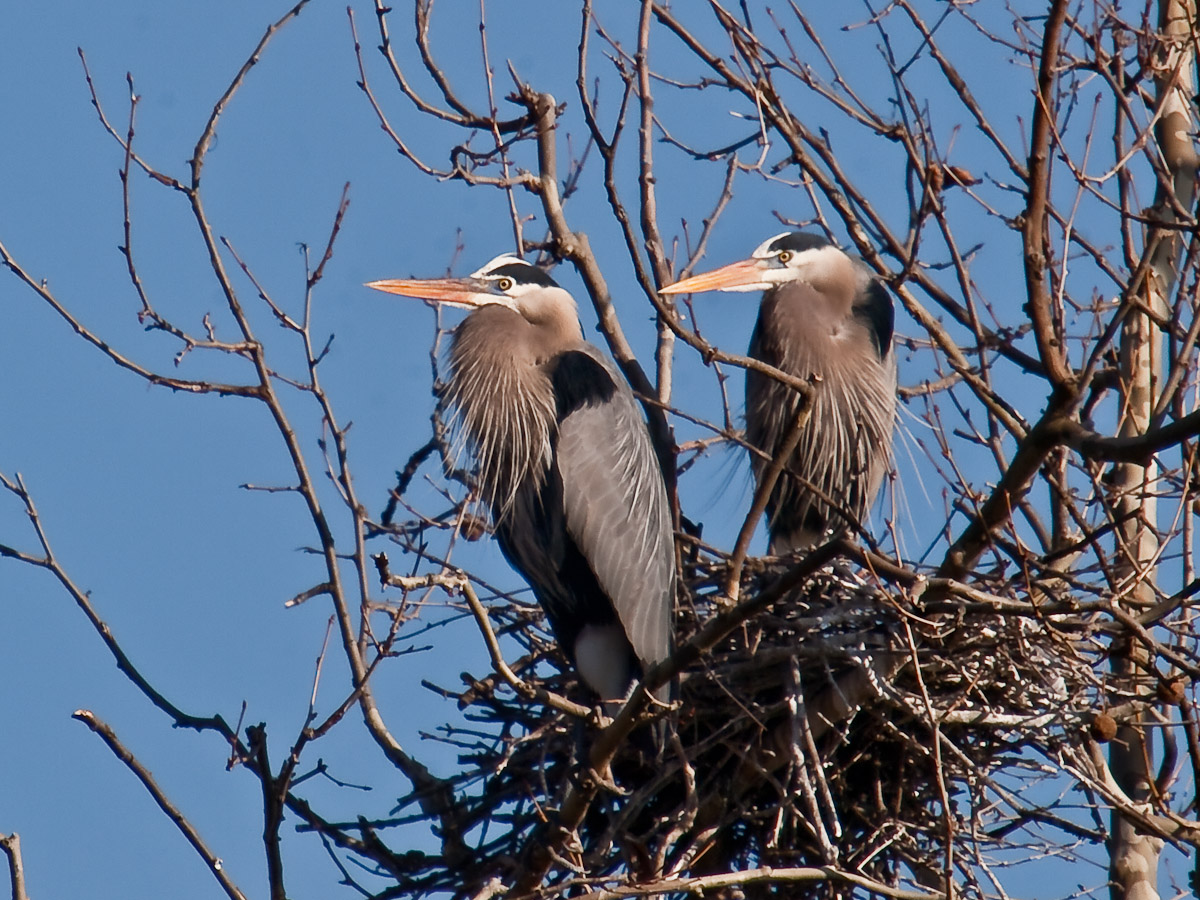 Nesting Blue Herons