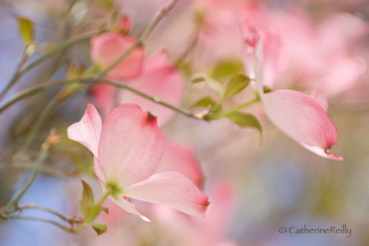 Pink Dogwood Impression +REPOST