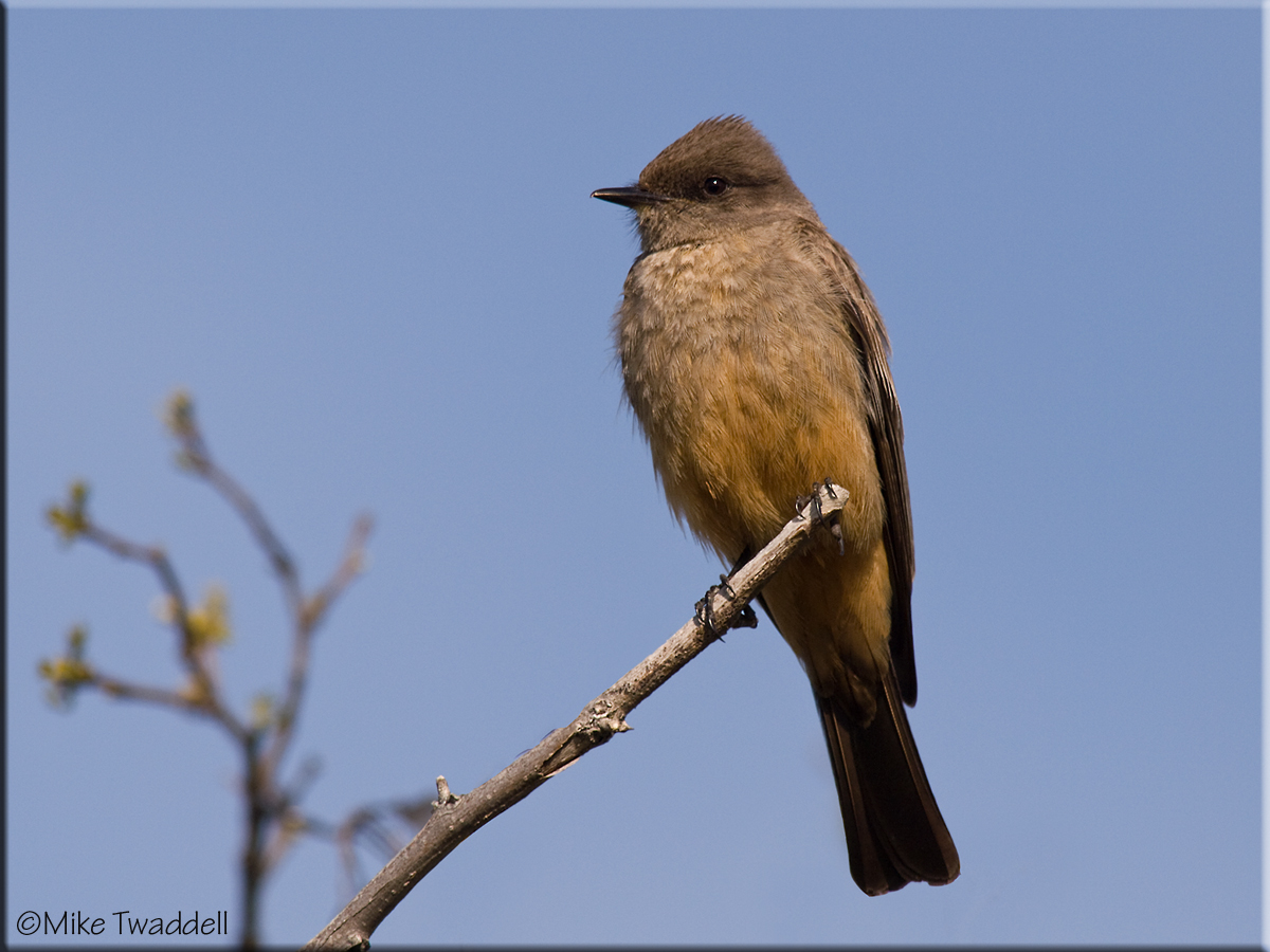 Say's Phoebe