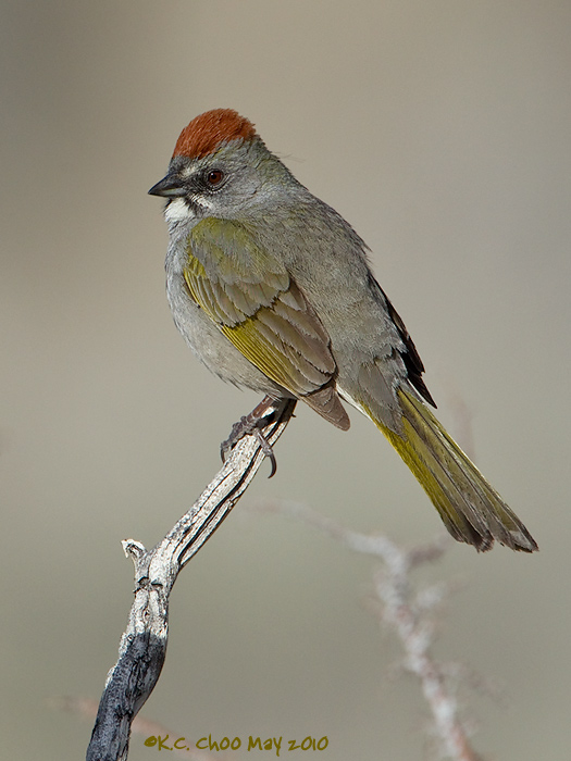 Green-tailed Towhee