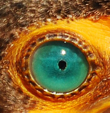 The Eye of the Conmorant