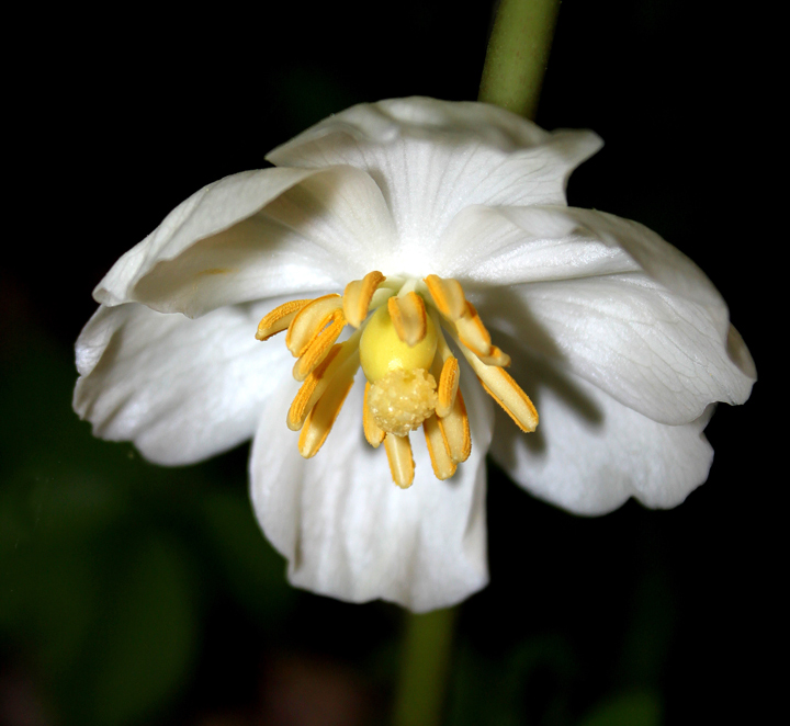 May Apple Blossom
