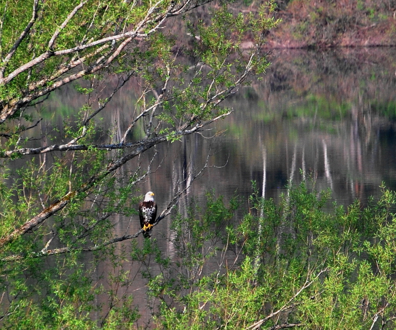 Bald Eagle Perch