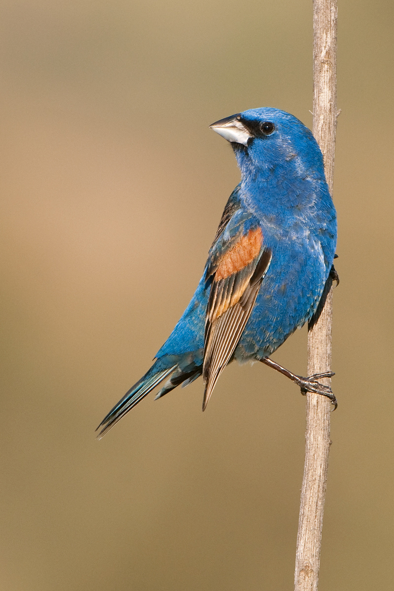 Blue Grosbeak