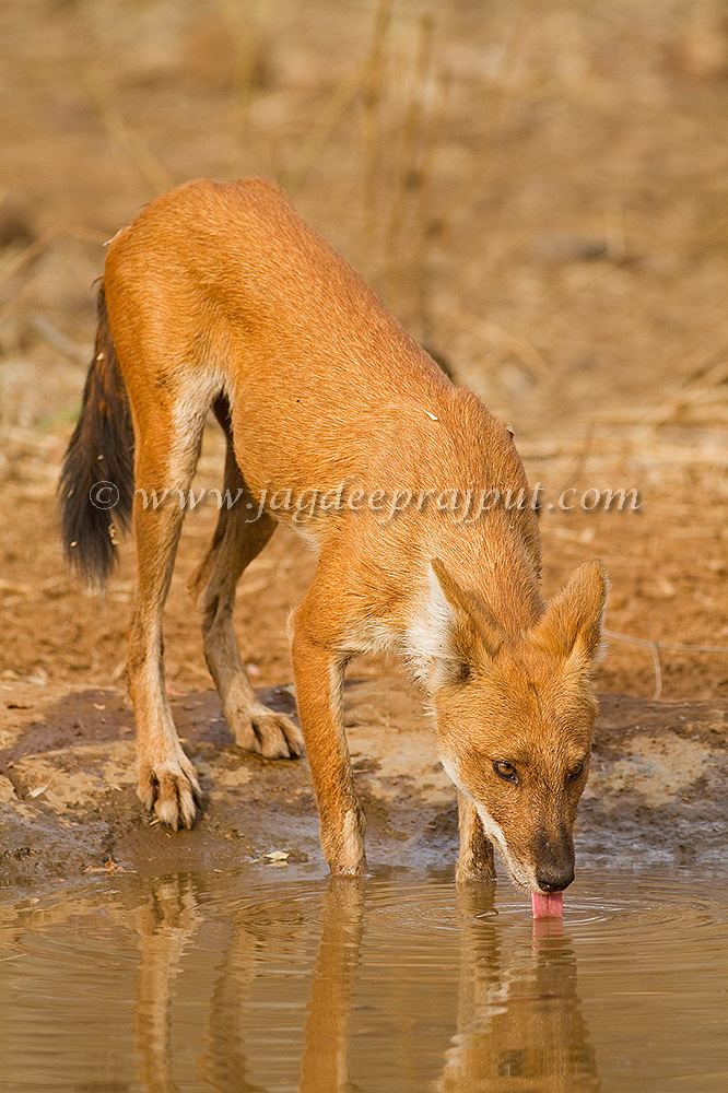 Wild Dog