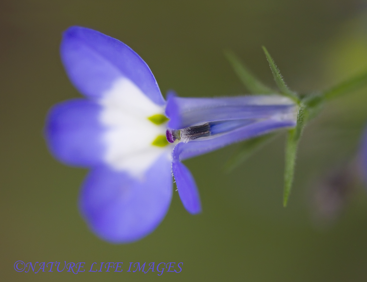 Subtle Blue