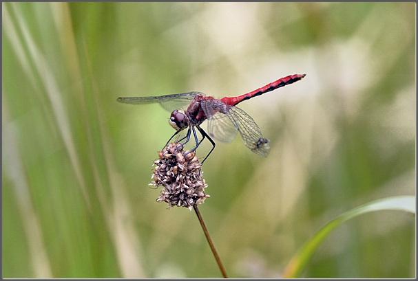 A meadowhawk