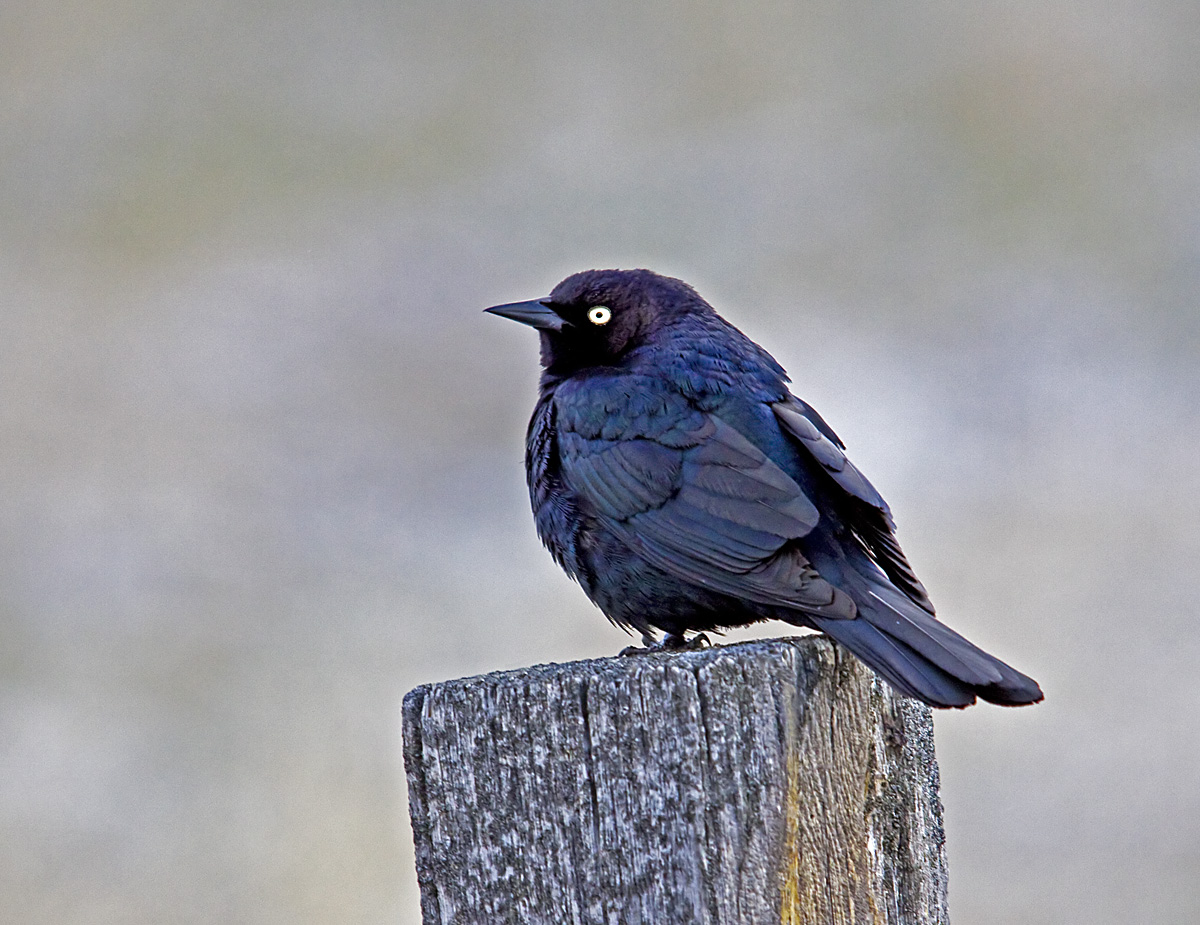 Brewers Blackbird