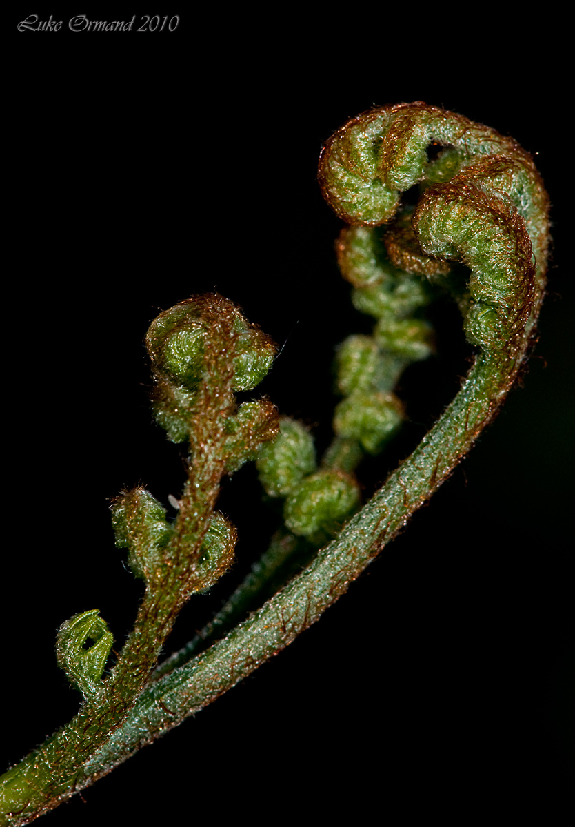 Fern