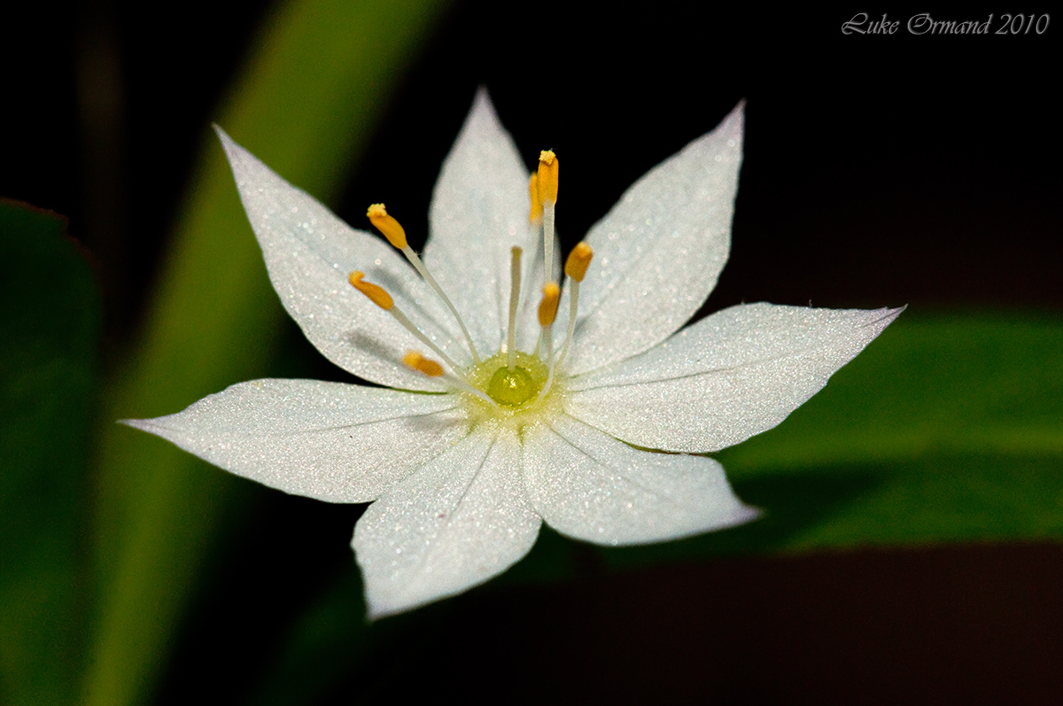 Star Flower
