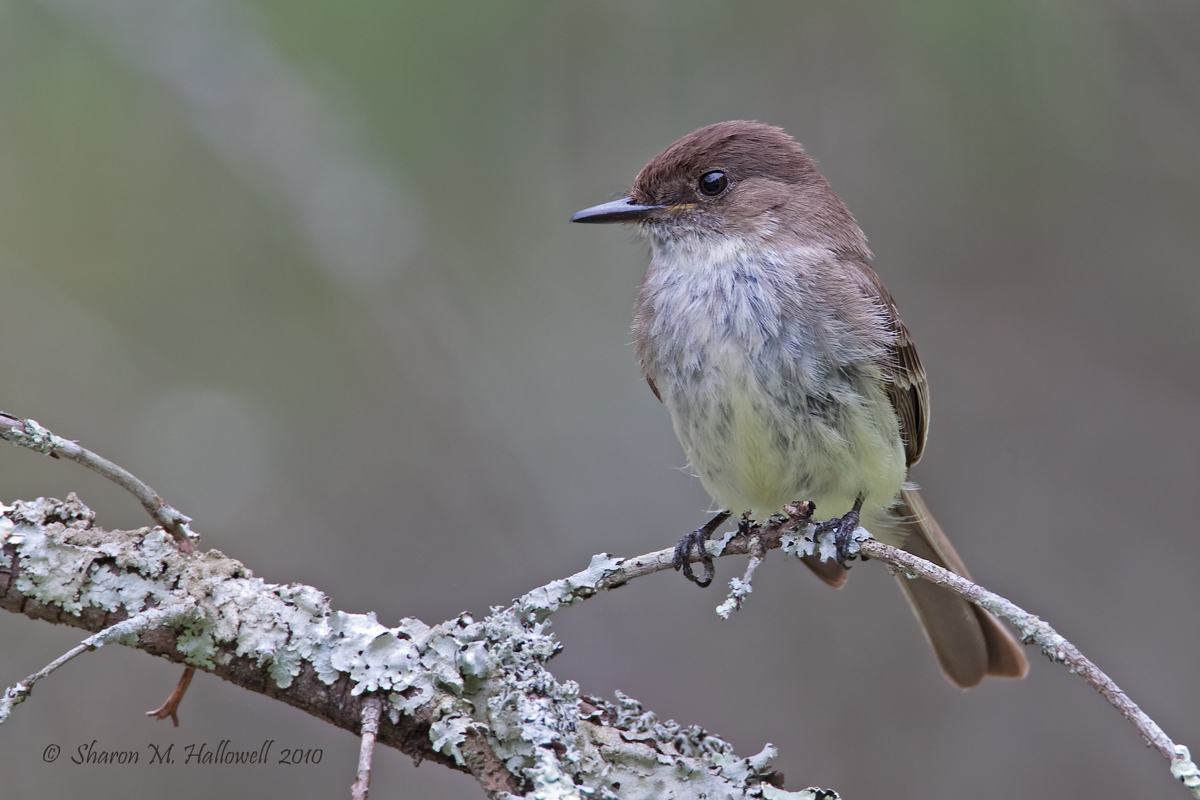 Eastern Phoebe