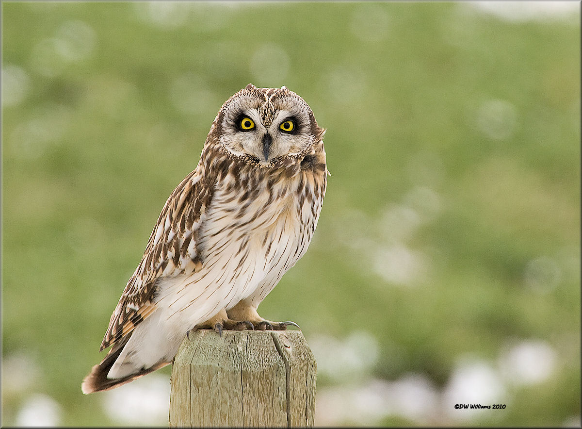 Short-eared Owl