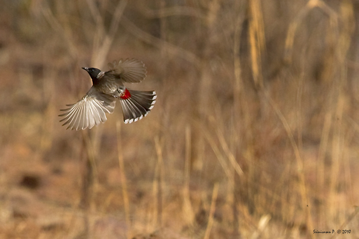 Magic Flight of Redvented Bulbul