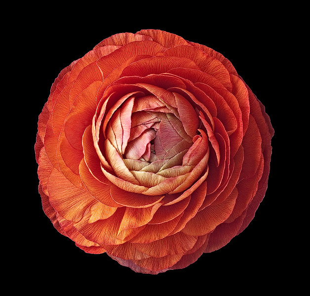 Ranunculus #2