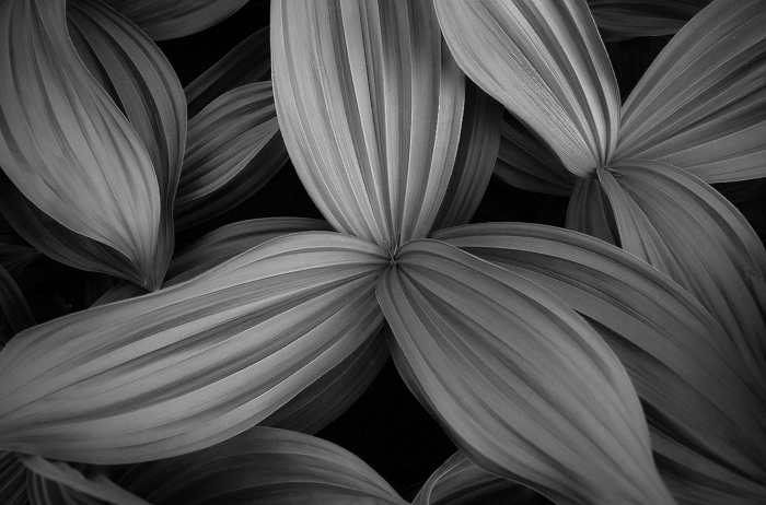 Veratrum (my take)