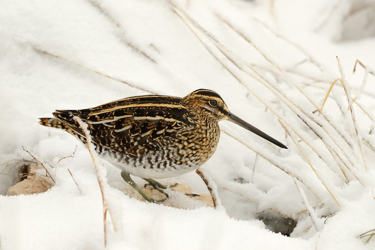 The Snipe Hunt