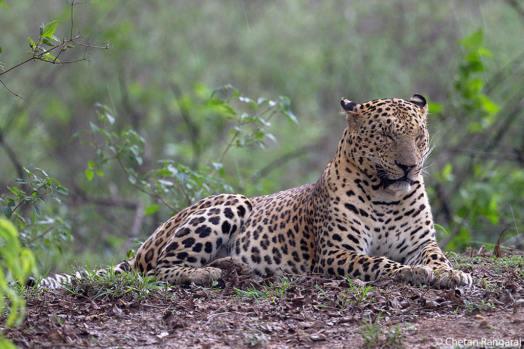 Here Comes the Rain