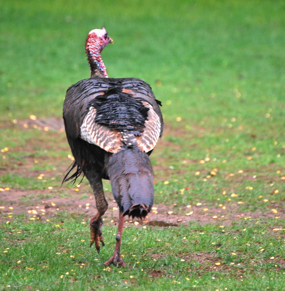 Shake a Tail Feather