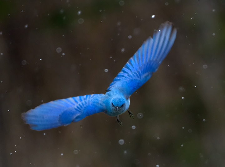 Mountain Bluebird 