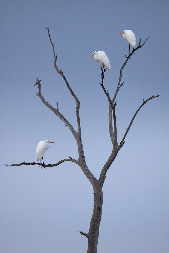 Trio