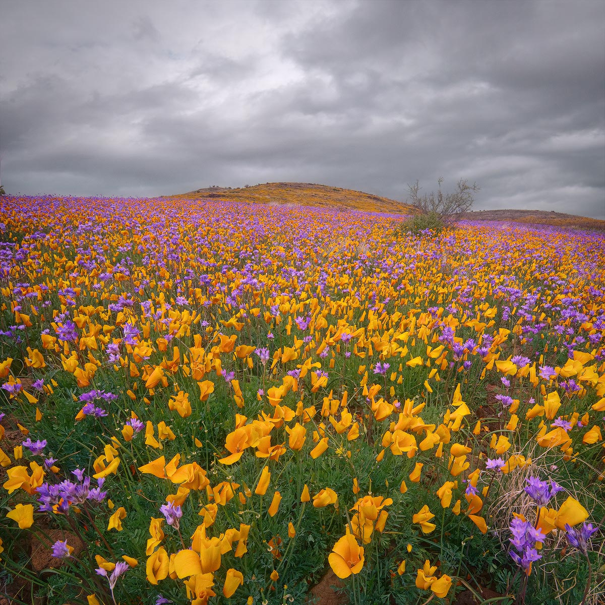 Spring's Contrast [+edit]