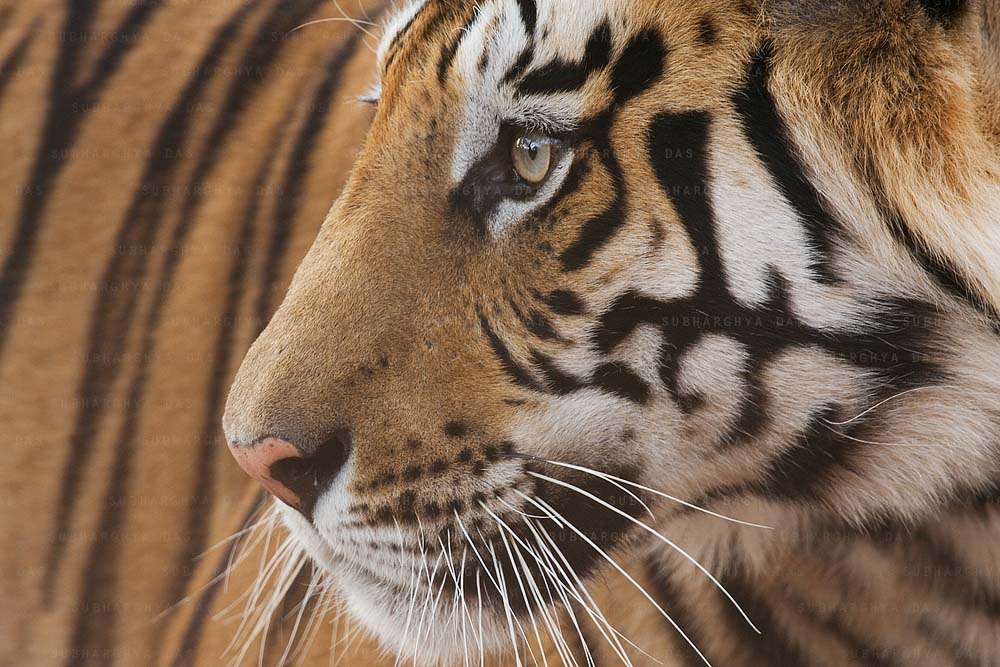 TIGER - A Perspective