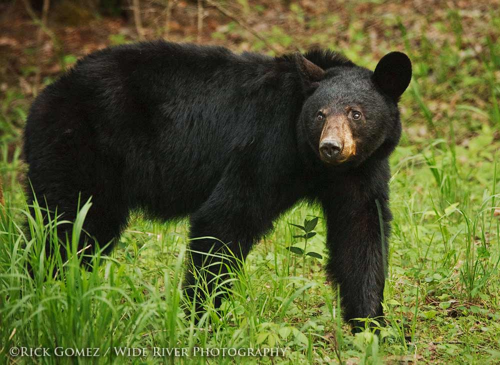 Black Bear + repost