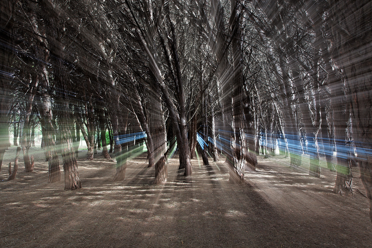 The Forest's Energy