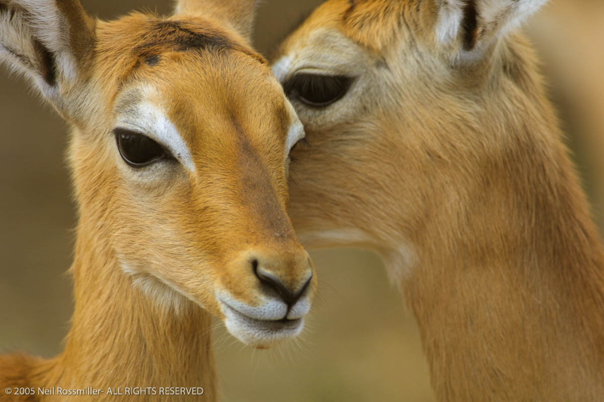 Impala Secrets