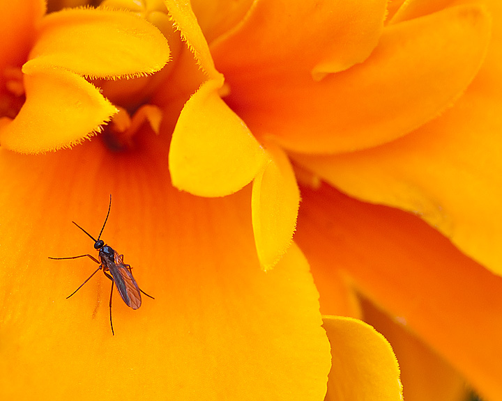 Gnat on Marigold