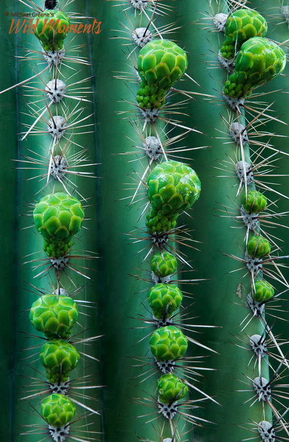 A Season of Growth