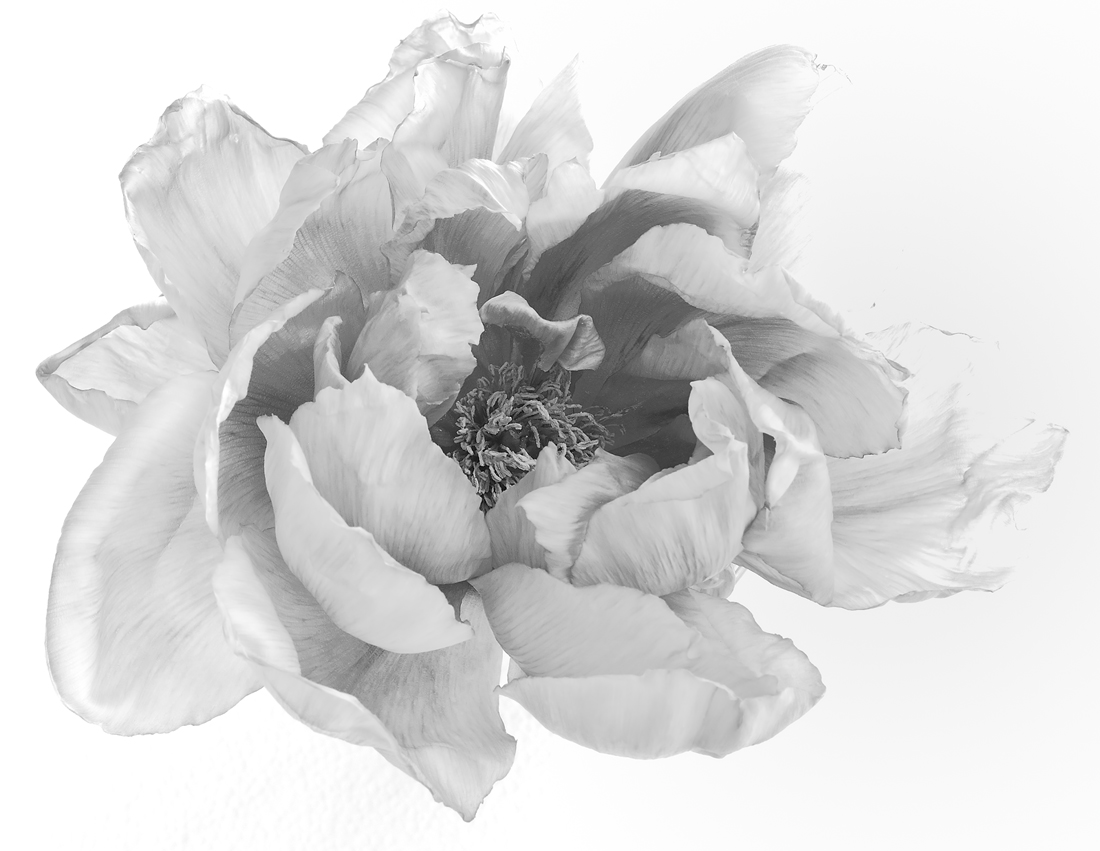 Last of the Peony