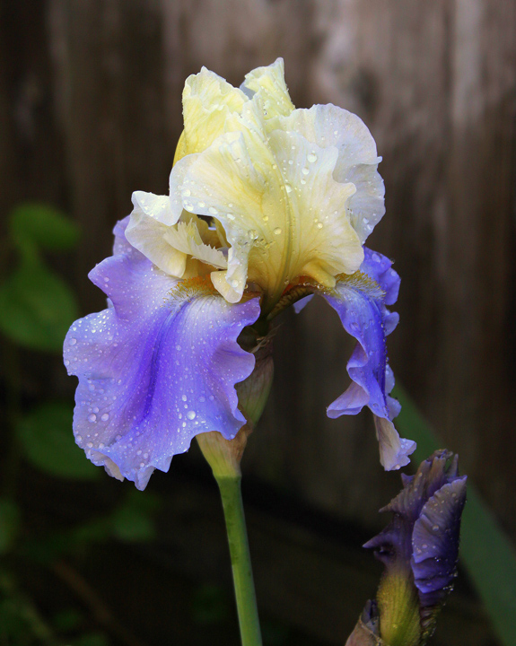 May in Bloom