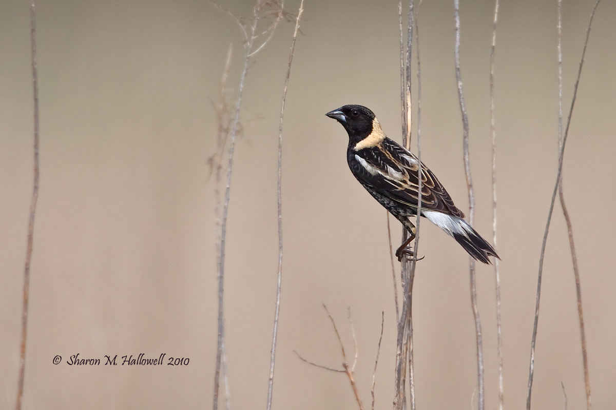 Never Again Bobolink