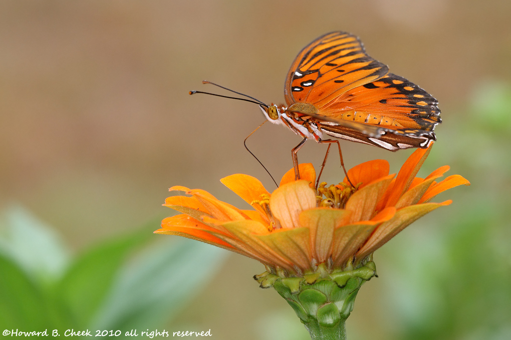 Orange Blaze