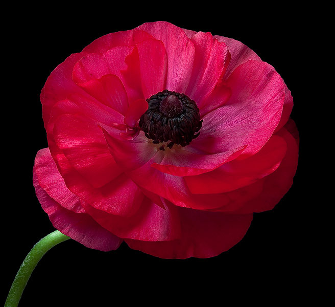 Ranunculus #3