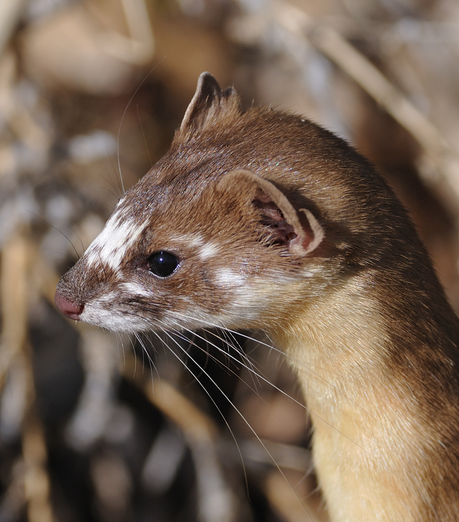 Long Tailed Weasel