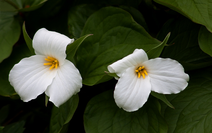 Trillium