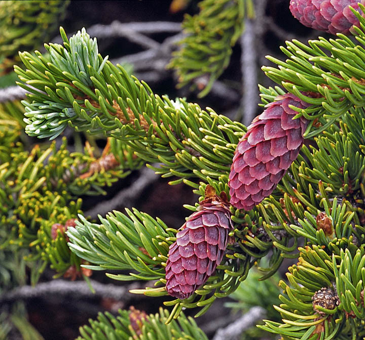 Bristlecones