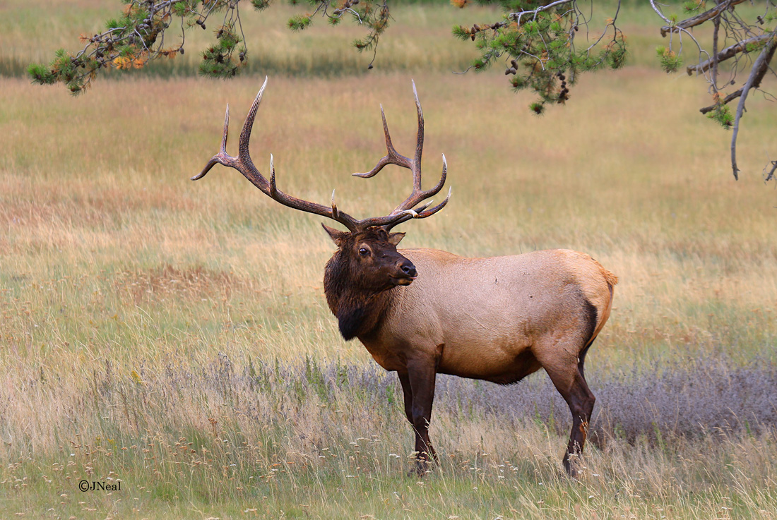 ELK