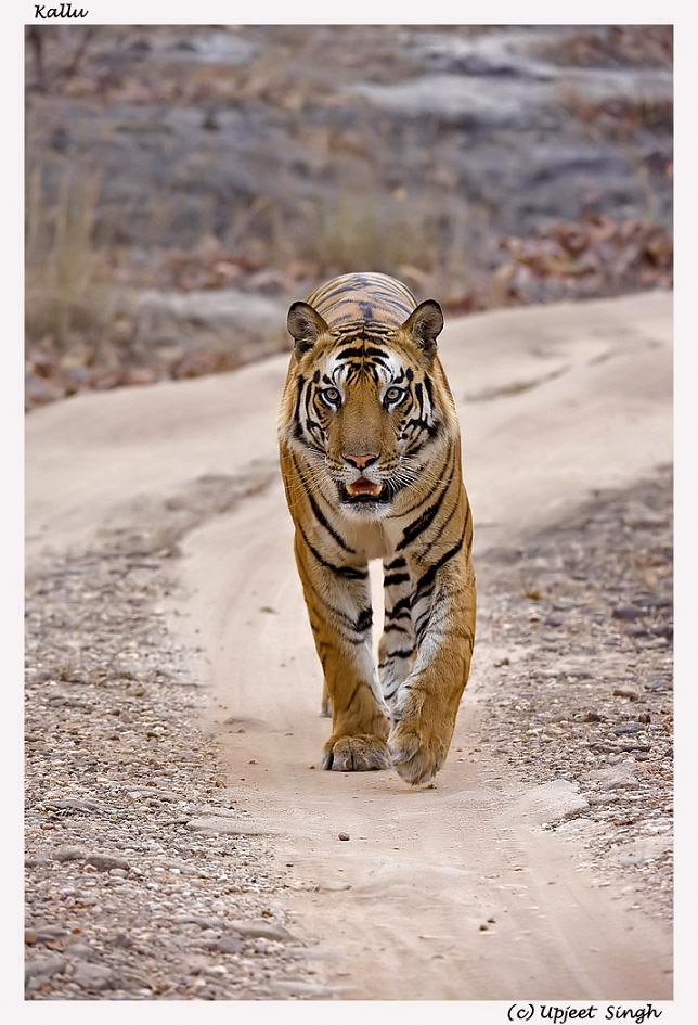 Male Tiger head on