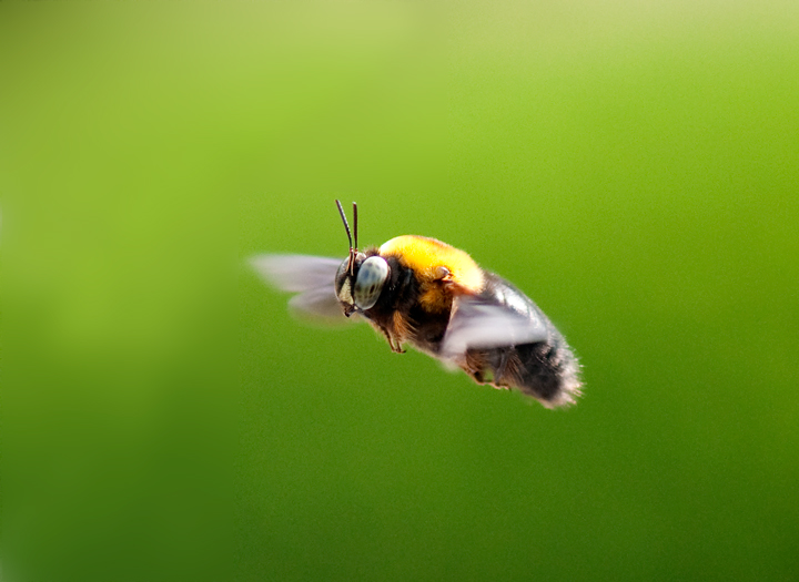 Flying Carpenter Bee