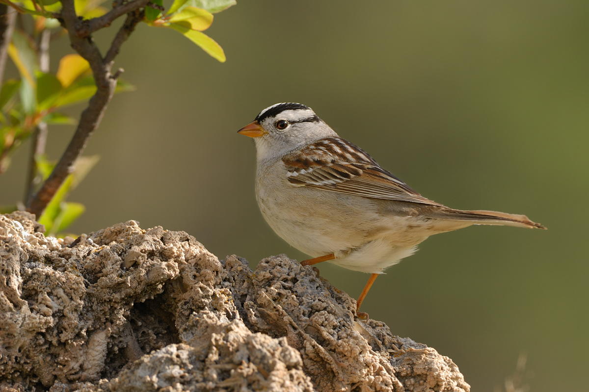 White Crowned Sparrow