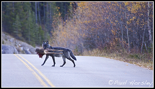 Wolf with Breakfast