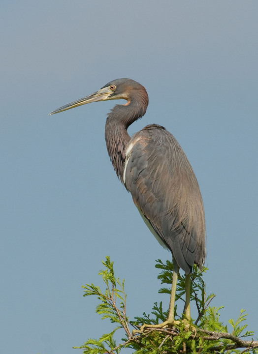 Tri-colored Heron