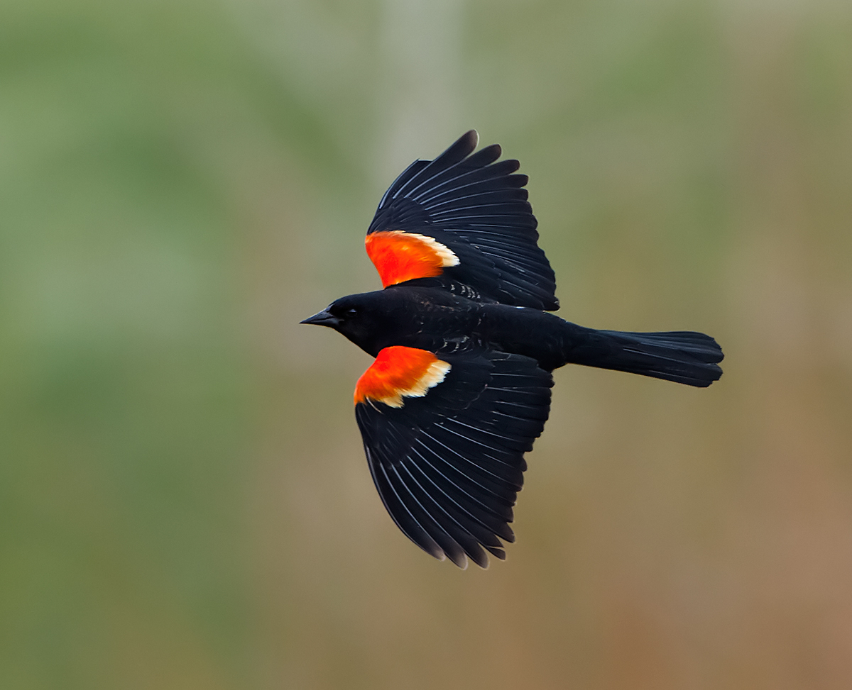 Repost-Red-winged Blackbird